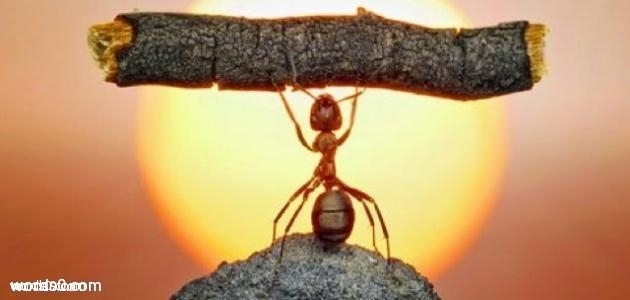 احدث كلمات عن الثقة
