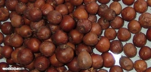 فوائد سدرة النبق للمعدة والصدر