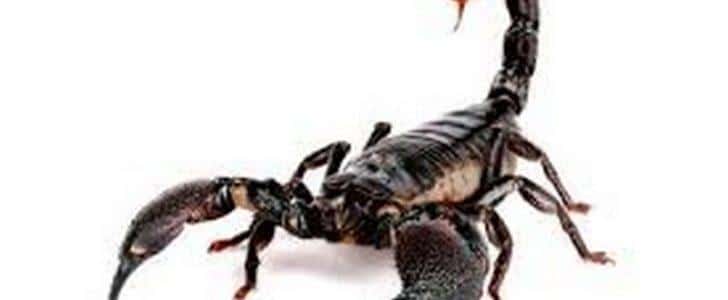 اسأل عن تفسير رؤيه العقرب في المنام