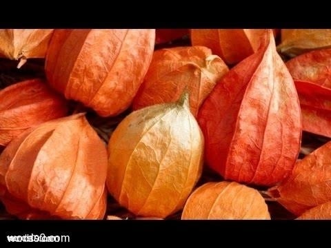 فوائد نبات الأشواجندا للجنس والصحة