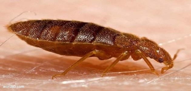 تفسير القمل في الحلم , معنى حلم رؤية القمل